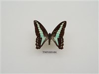 藏品(青鳳蝶)的圖片